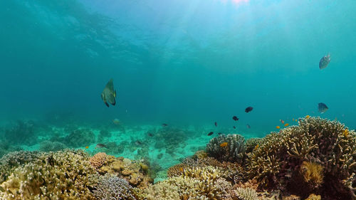 Underwater scene coral reef. tropical underwater sea fishes. philippines.