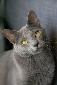 Portrait of cat looking away