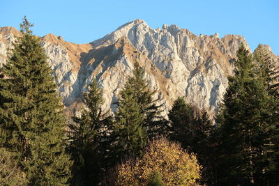 Pine trees against mountain range against clear sky