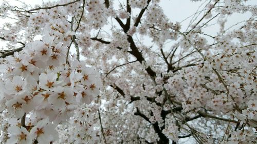 Low angle view of apple blossoms in spring