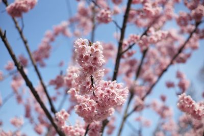 Low angle view of cherry blossom