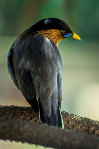 Close-up of bird perching outdoors