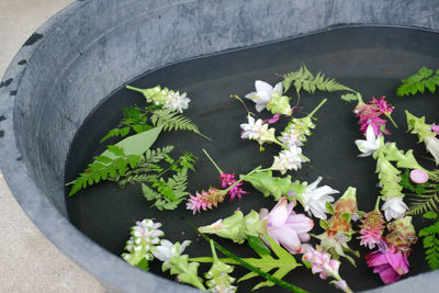 High angle view of potted plants in water
