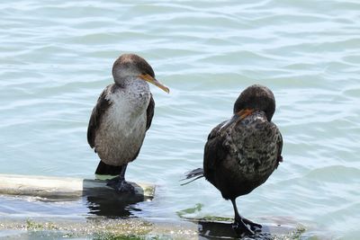 Ducks on a lake