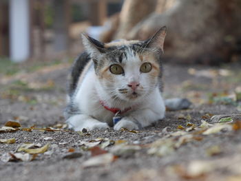 Portrait of cat lying on land