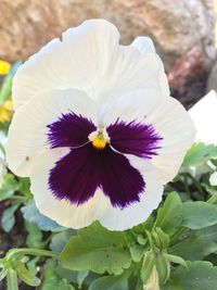 Close-up of pink flower