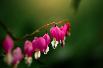 A close up of a bleeding heart plant in a flower garden