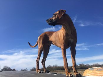 View of dog standing against blue sky