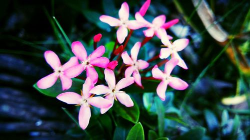 Close-up of pink flowers blooming outdoors