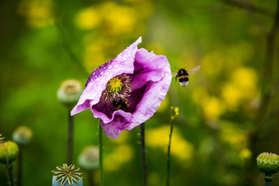Close-up of bumblebee flying by purple poppy