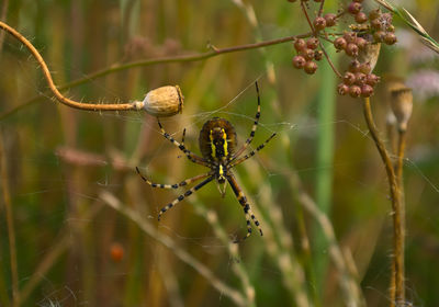 Close-up of insect on spider web