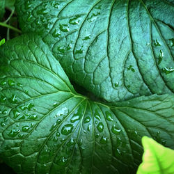 Close-up of a wet leaf