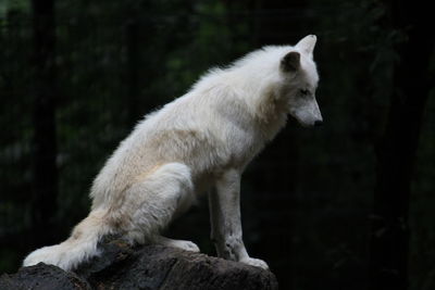 White wolf looking away in forest