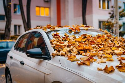 Autumn leaves on car in city