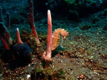 Close-up of coral swimming in sea