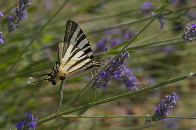 Close-up of butterfly pollinating on flower