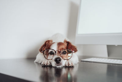 Intelligent jack russell dog wearing eye wear working at home office on computer. techand pets