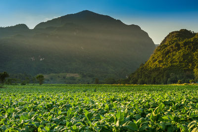 Scenic view of field against sky