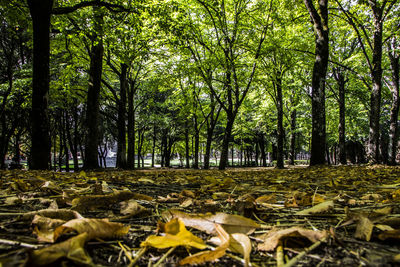 Trees in forest