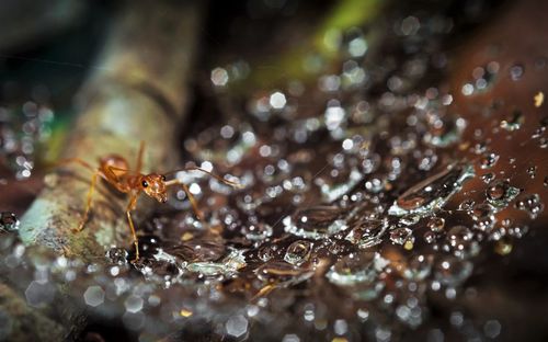 Close-up of water splashing