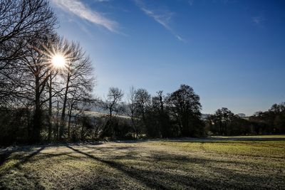 Trees growing on field against sky