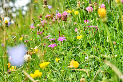 Close-up of purple crocus flowers on field