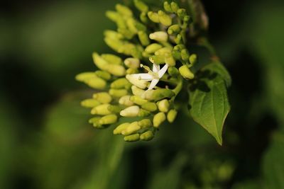 Close-up of green flowering plant