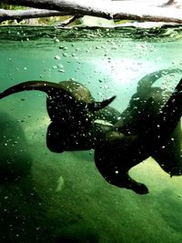 Man swimming in water