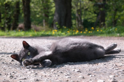 Close-up of cat lying on ground