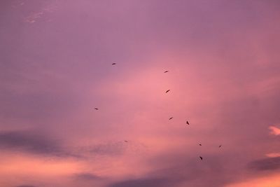 Low angle view of bird flying in sky