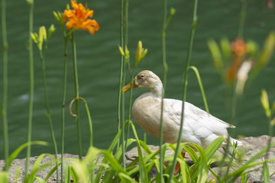 Duck in a lake