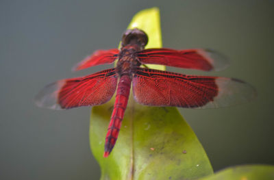 Close-up of insect on red flower