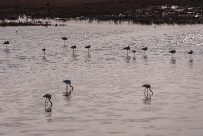 Birds in lake