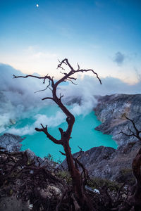 Scenic view of tree by mountain against sky