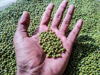 Close-up of hand holding vegetables