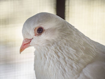 Close-up of a bird