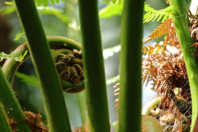 Close-up of a lizard on a land