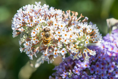 Close-up of bee pollinating on flower