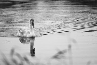 Close-up of swan swimming on lake