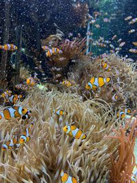 Close-up of fish swimming in aquarium 