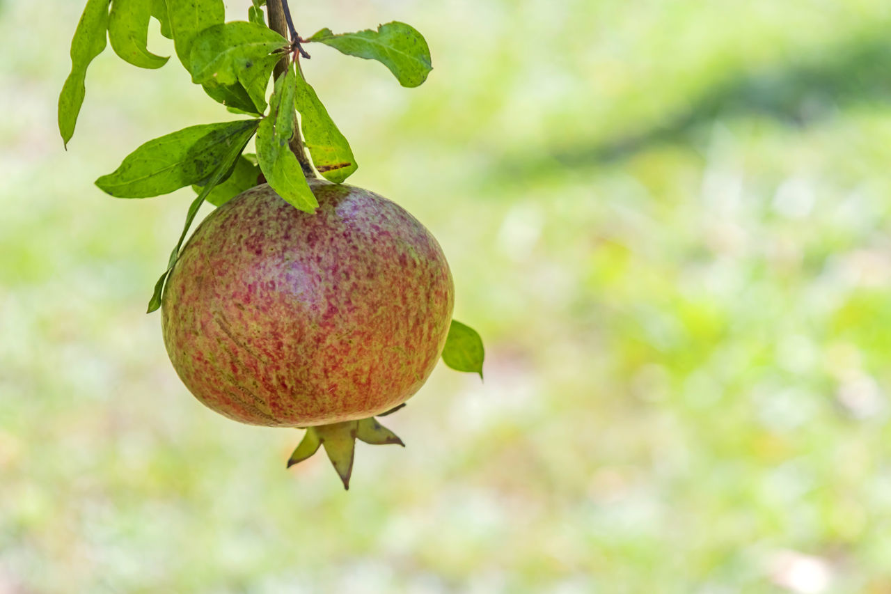 CLOSE-UP OF FRUITS ON TREE