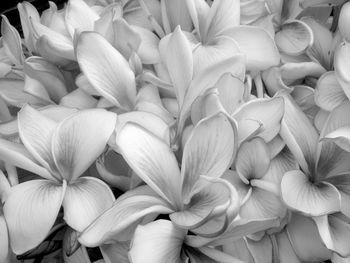 Full frame shot of flower bouquet