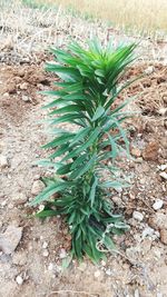 High angle view of plant growing on field