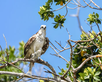 Low angle view of eagle perching on tree