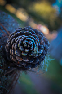 Close-up of spiral flower on tree