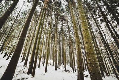 Trees in forest during winter