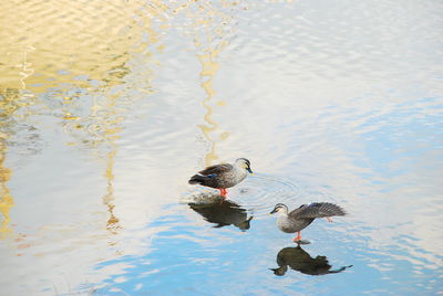 High angle view of ducks swimming in lake