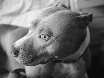 Close-up of dog looking away at home