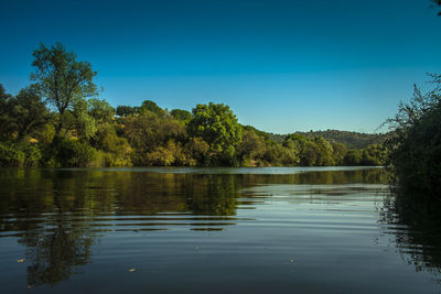 Reflection of trees in water