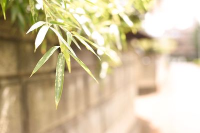 Close-up of fresh green plant